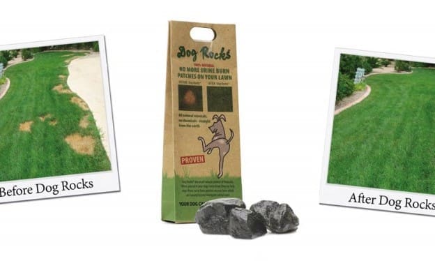 90 percent of dogs use the garden as a toileting area