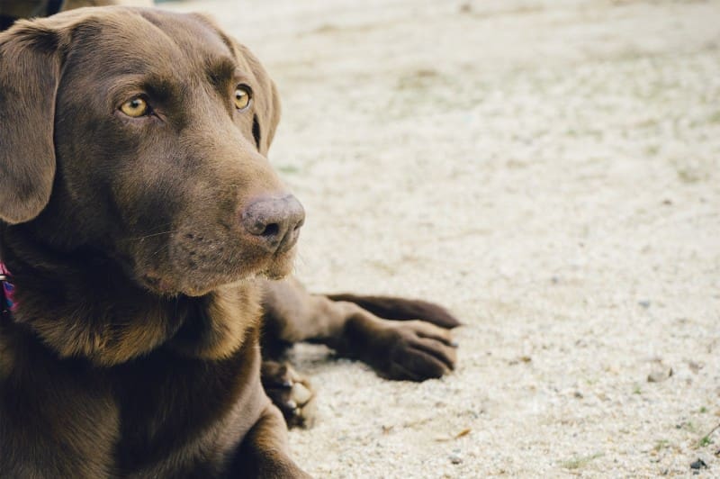 BVA and BSAVA call for ban on electric pulse collars