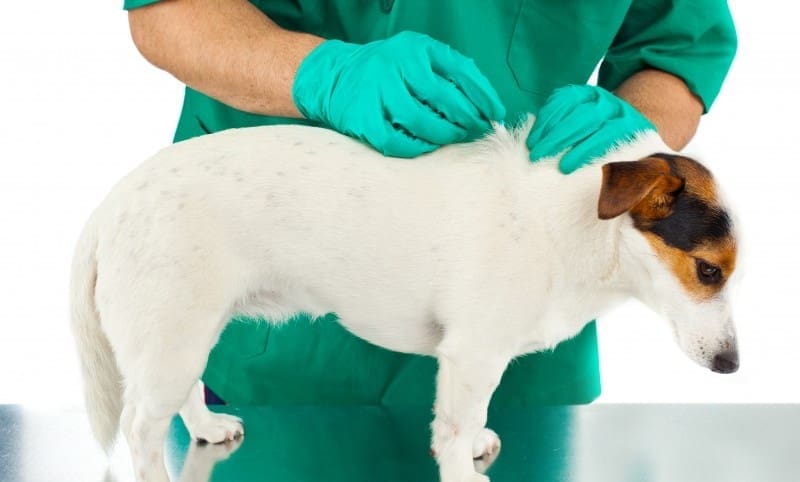 68 percent of pet owners not aware of the new microchipping law