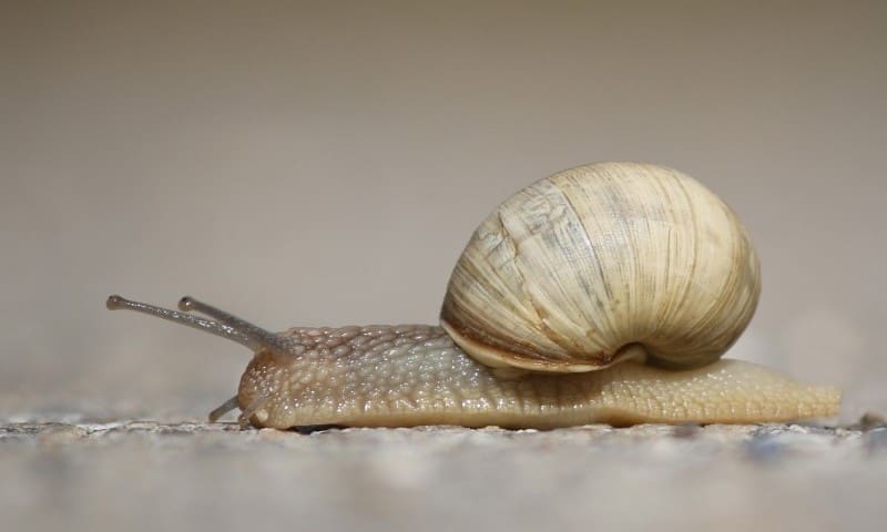 Slug and snail warning issued by vets as numbers increase