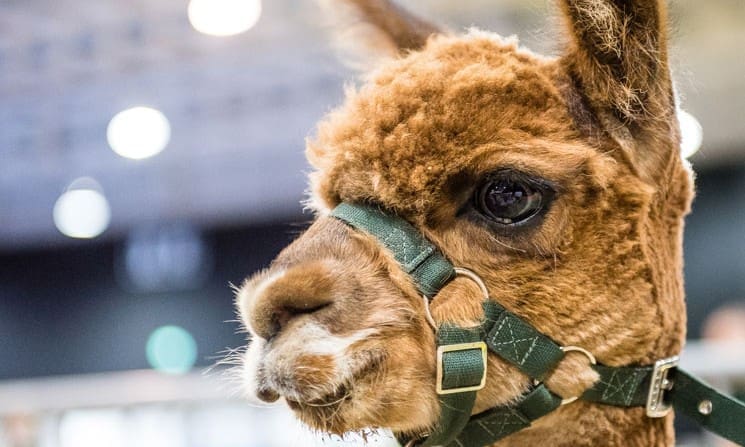 The Pet Show returns to Stoneleigh Park
