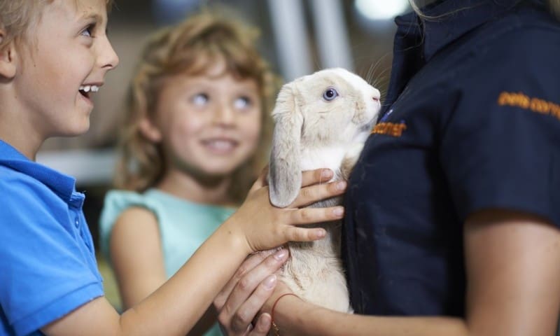 Sales of rabbits on hold at pet retailer