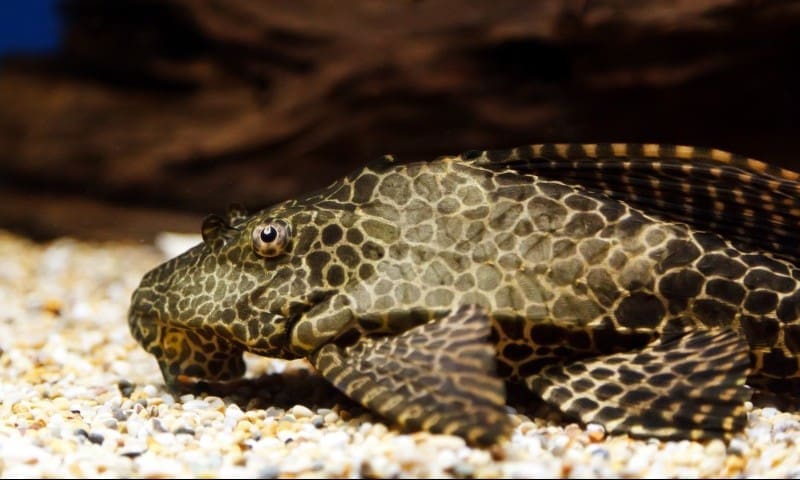 Association calls for help to stop animals getting into the wild