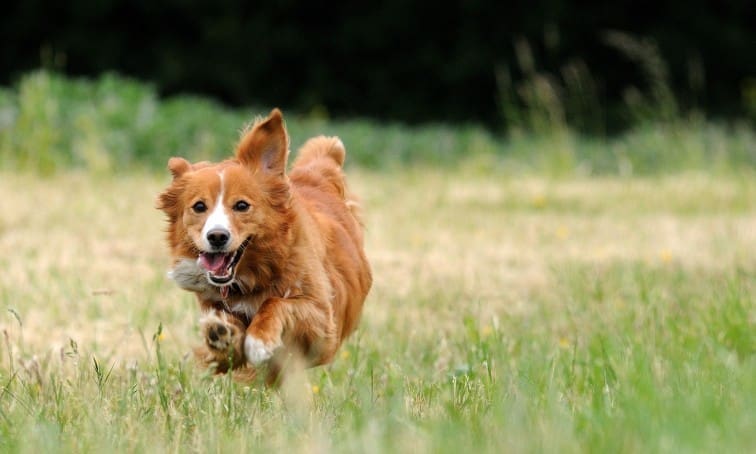 UK pet population is 57m, says PFMA report