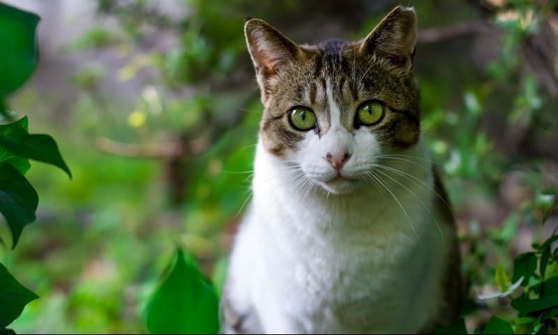 Demand rises for cat containment as Croydon cat killings persist