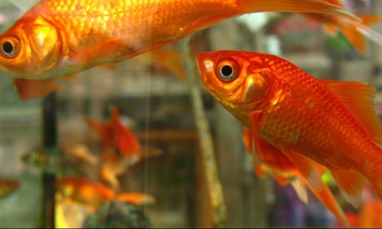 Councils fail to use the latest advice on pet shop inspections