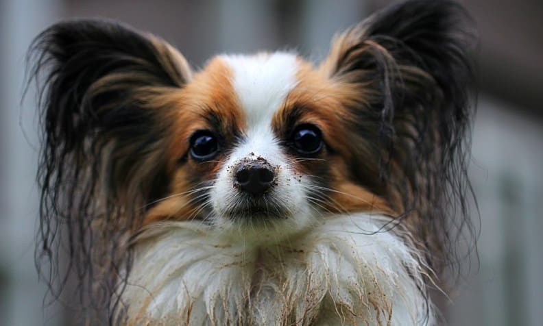 Almost half of pet owners don’t have insurance