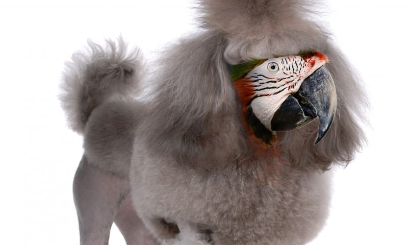 Pet shop breeds first ever poodle-parrot cross