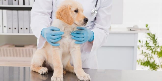 Veterinary associations reassure owners of microchipping safety