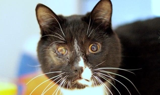Shocking rise in fatal attacks on cats