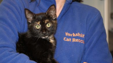 Yorkshire Cat Rescue