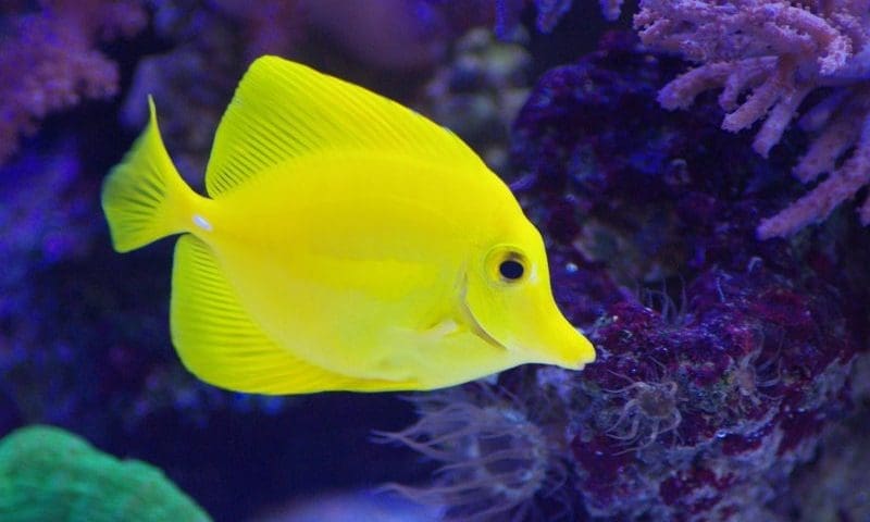 Report reveals benefits of wild-caught ornamental fish