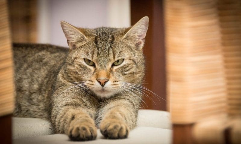 Hill’s Pet Nutrition recalls cat food pouches