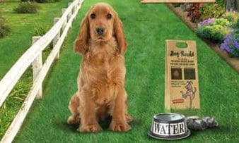 Dog Rocks will be attending Interzoo