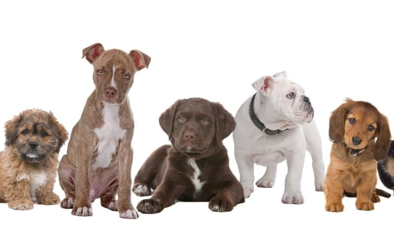 Only 59% of Londoners have had their canines neutered