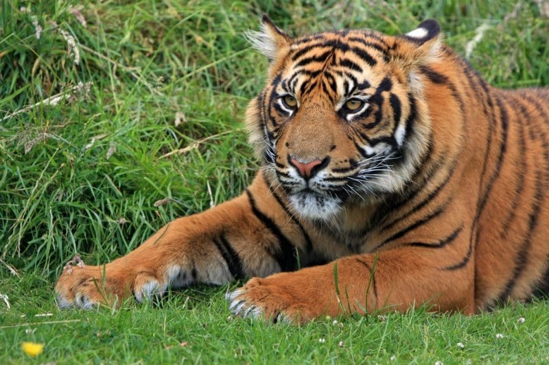 ‘Thousands’ of dangerous animals kept as pets in the UK