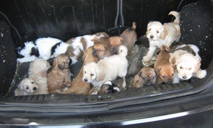 30 puppies seized in crackdown