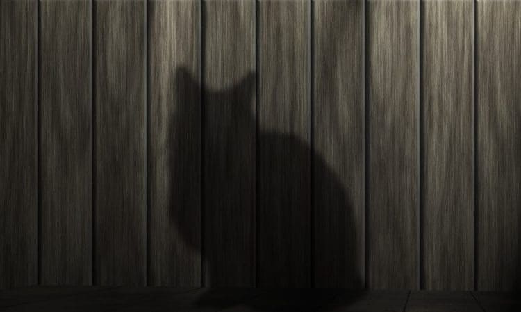 Animal charity joins forces to stop cat killer