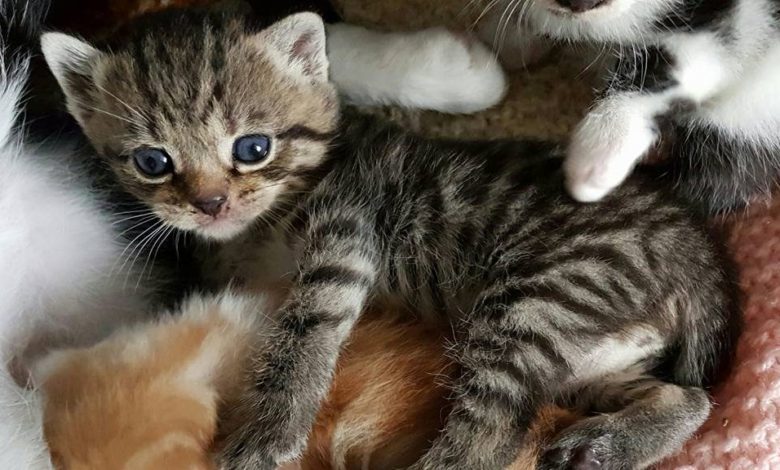 Kitten pet trade
