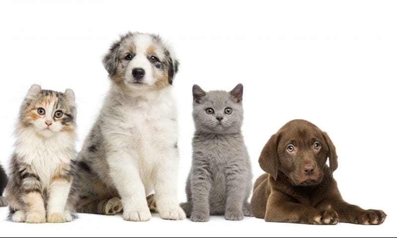 Vet Pet Trade