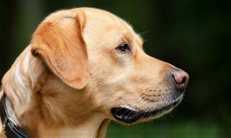 veterinary