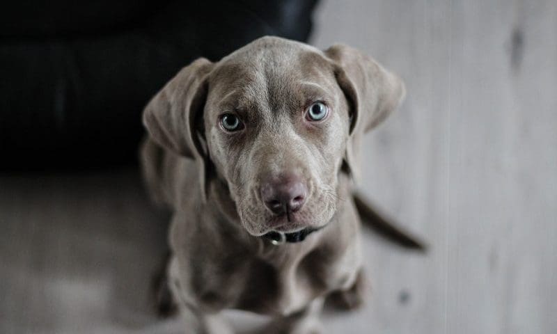 Pet care market expected to reach £4.5bn, according to experts