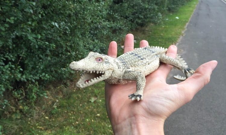 RSPCA reveals its most amusing call outs