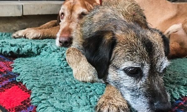 Dogs can suffer winter blues