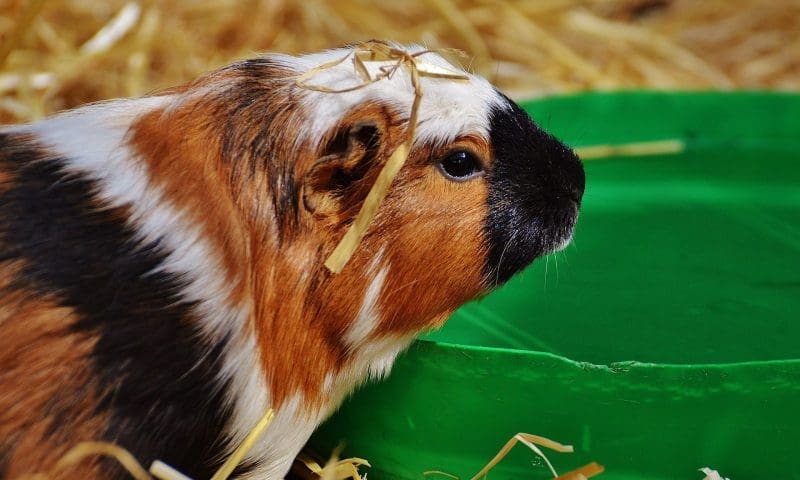 Small pet
