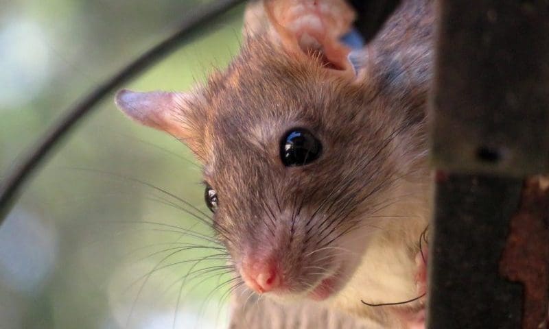 Pets at Home havoc as man is accused of rat theft and employee smashes windscreen