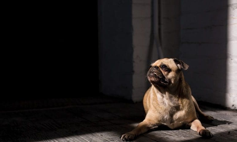 Euthanasia drug found in dog food