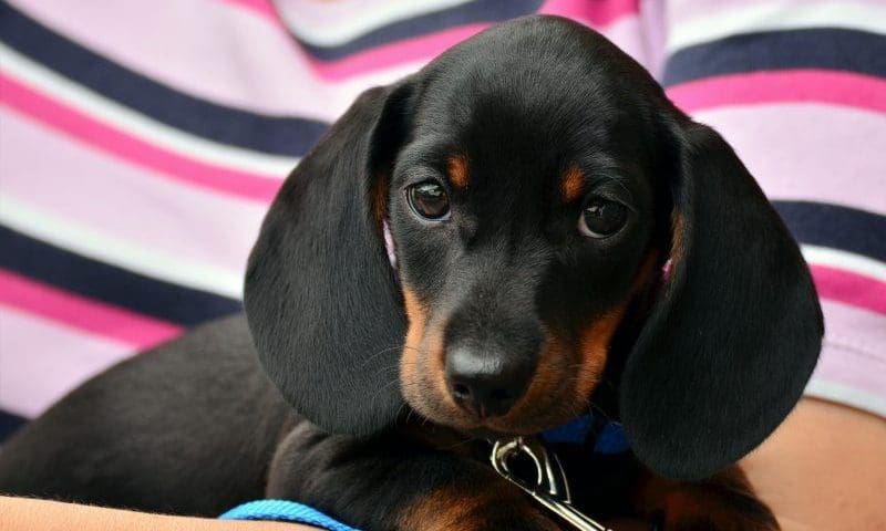 RSPCA to keep powers of prosecution