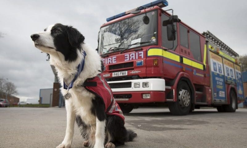 Search and rescue dog awarded with OBE