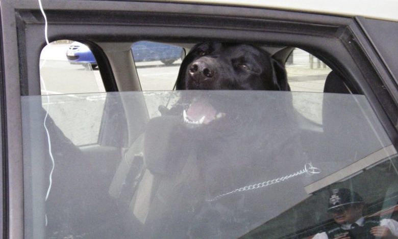 RSPCA, Dogs Hot Cars