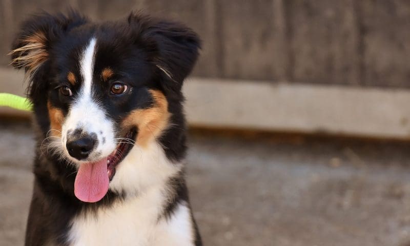 BVA, microchip