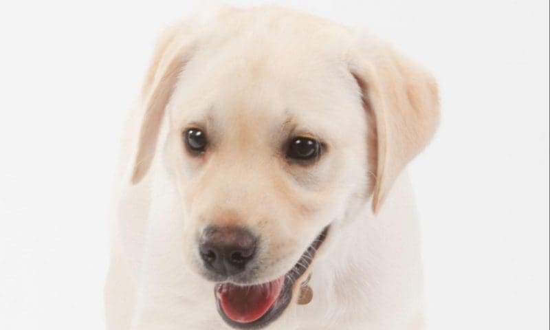 Mars Petcare offers brighter futures to UK cats and dogs