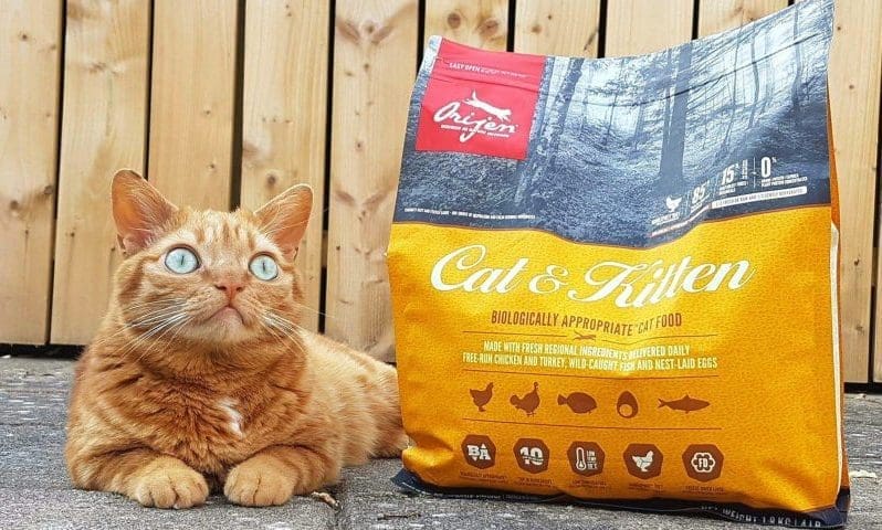 Buggy Supercat becomes an ambassador