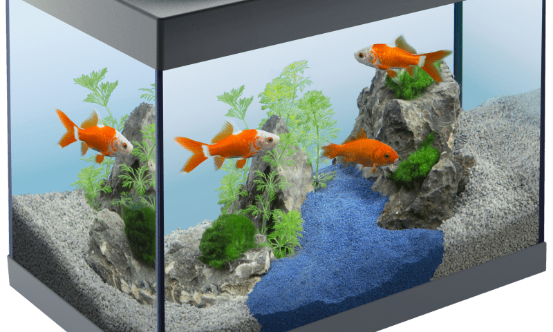 Aquarium, Tetra