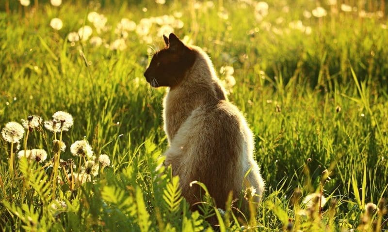 78 percent of cats helped by charity were not microchipped