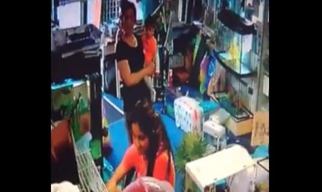 ‘Disgusting people’ steal kitten and put it into a handbag