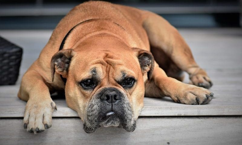 Government admits need for tougher cruelty penalties