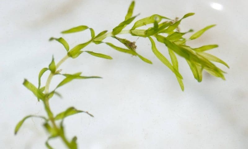 More pond plants banned from sale