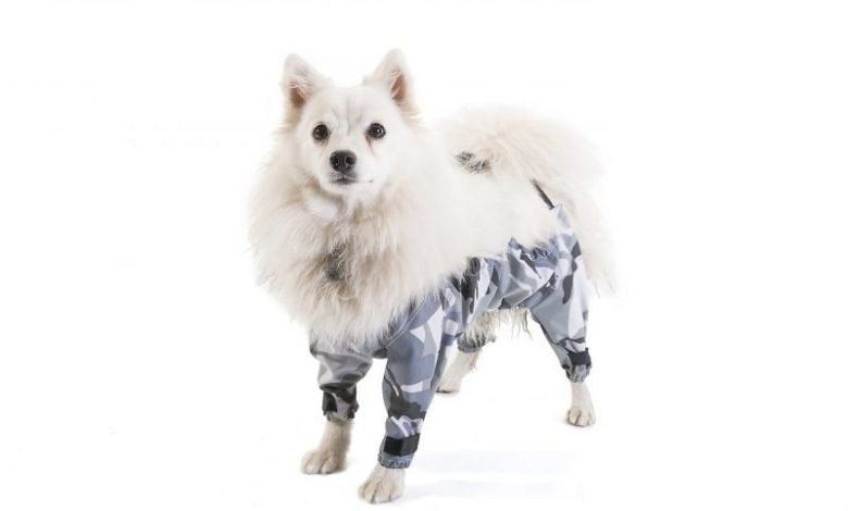 Dog Trousers
