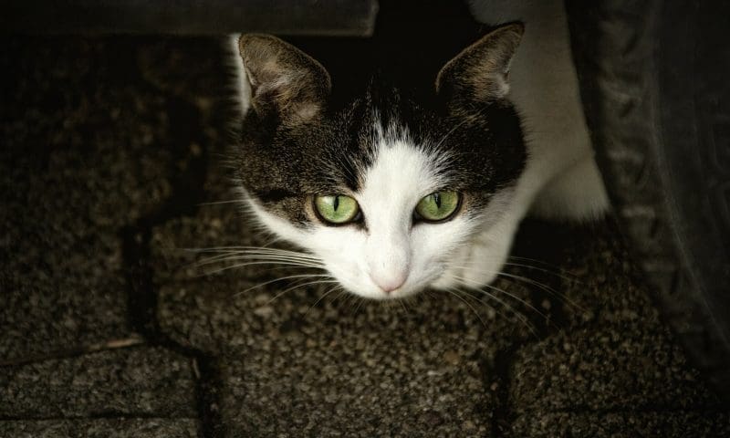 First description of M25 Cat Killer released