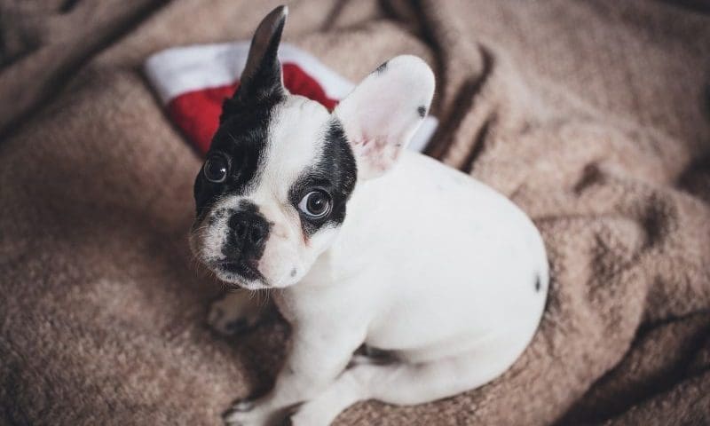 Puppies sedated to smuggle them across the border, claims charity
