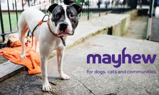 Mayhew teams up with agency for new outdoor campaign