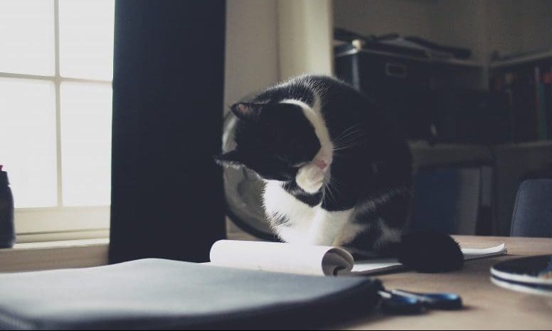 One in five workplaces allow pets in the office