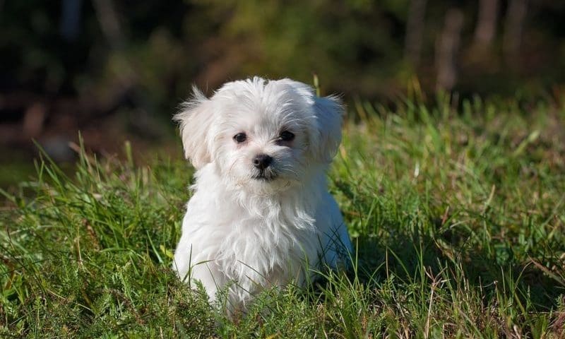 Illegal puppy trader given community service