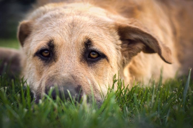 Risk of animal welfare slipping in UK, claims charity