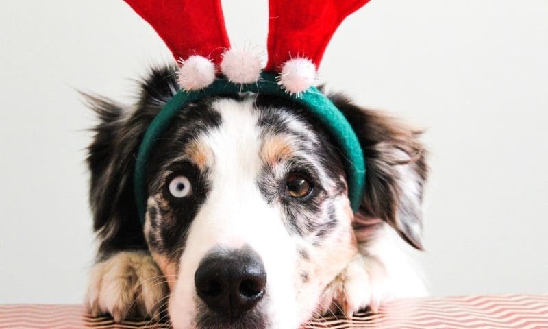 Vets warn about Christmas hazards